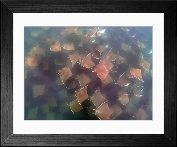 Framed Print : A large aggregation of Munk's Devil Rays aka Mobula Rays (Mobula munkiana) in Baja California Sur, Mexico Framed Print : A large aggregation of Munk's Devil Rays aka Mobula Rays (Mobula munkiana) in Baja California Sur, Mexico