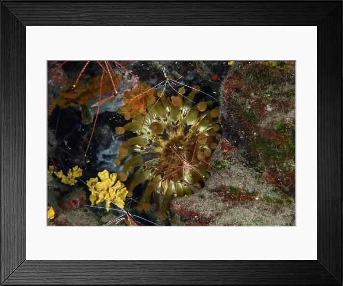 Framed Print : Club-tipped anemone (Telmatactis cricoides) with brown and yellow tentacles in a crevice Framed Print : Club-tipped anemone (Telmatactis cricoides) with brown and yellow tentacles in a crevice