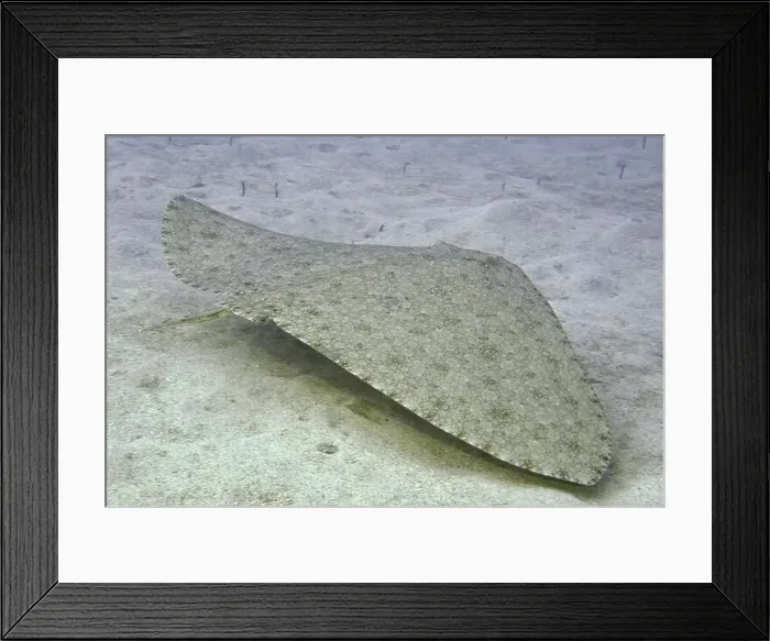 Framed Print : Butterfly ray (Gymnura altavela) swimming above the sandy seabed Framed Print : Butterfly ray (Gymnura altavela) swimming above the sandy seabed