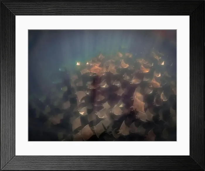 Framed Print : A large aggregation of Munk's Devil Rays aka Mobula Rays (Mobula munkiana) in Baja California Sur, Mexico Framed Print : A large aggregation of Munk's Devil Rays aka Mobula Rays (Mobula munkiana) in Baja California Sur, Mexico