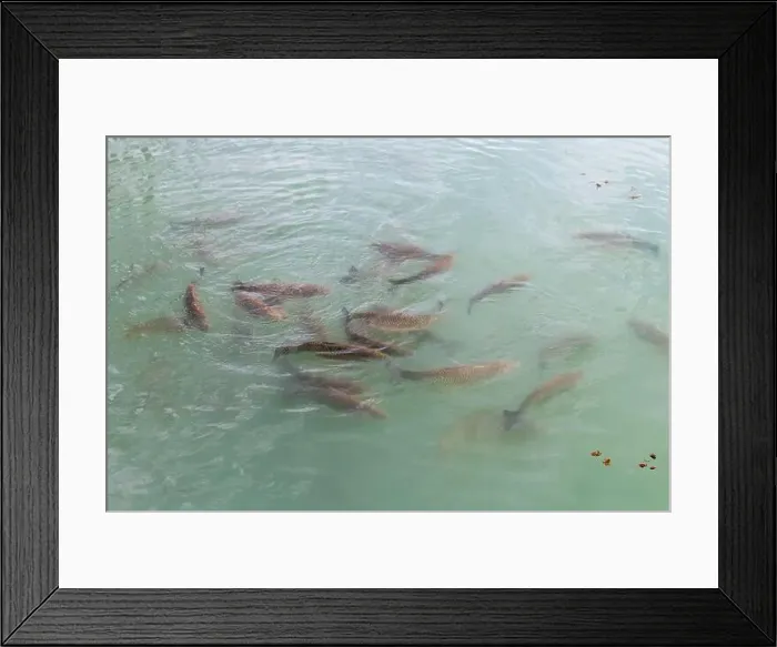 Framed Print : Flock of fish in blue water, close up photo with selective focus Framed Print : Flock of fish in blue water, close up photo with selective focus