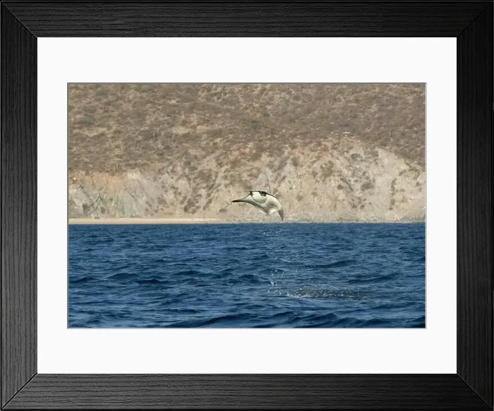 Framed Print : Munk's Devil Rays aka Mobula Rays (Mobula munkiana) in jumping out of the water in Baja California Sur, Mexico Framed Print : Munk's Devil Rays aka Mobula Rays (Mobula munkiana) in jumping out of the water in Baja California Sur, Mexico