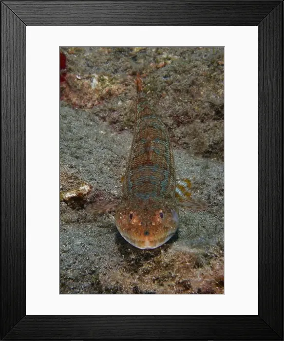 Framed Print : A brown-patterned diamond lizardfish (Synodus synodus) rests on the sandy seabed Framed Print : A brown-patterned diamond lizardfish (Synodus synodus) rests on the sandy seabed
