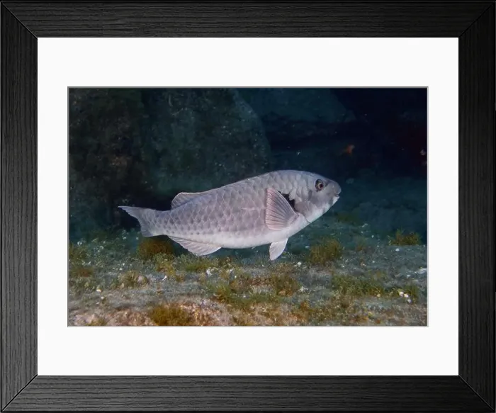 Framed Print : A silver-grey Mediterranean parrotfish (Sparisoma cretense) swims calmly in the underwater world of the sea Framed Print : A silver-grey Mediterranean parrotfish (Sparisoma cretense) swims calmly in the underwater world of the sea