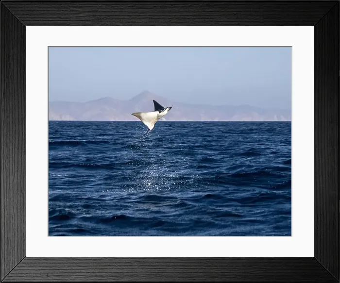 Framed Print : Munk's Devil Rays aka Mobula Rays (Mobula munkiana) in jumping out of the water in Baja California Sur, Mexico Framed Print : Munk's Devil Rays aka Mobula Rays (Mobula munkiana) in jumping out of the water in Baja California Sur, Mexico