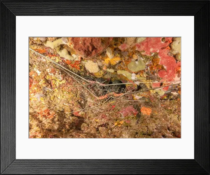 Framed Print : Painted Lobster(Panulirus versicolor) at the Tubbataha Reef National Park Philippines Framed Print : Painted Lobster(Panulirus versicolor) at the Tubbataha Reef National Park Philippines