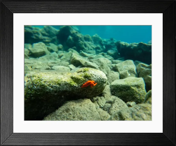 Framed Print : Close-up of orange starfish. Underwater landscape in the Aegean Sea Framed Print : Close-up of orange starfish. Underwater landscape in the Aegean Sea