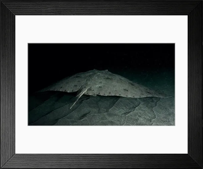 Framed Print : A butterfly ray (Gymnura altavela) swims in the darkness above the sandy seabed Framed Print : A butterfly ray (Gymnura altavela) swims in the darkness above the sandy seabed