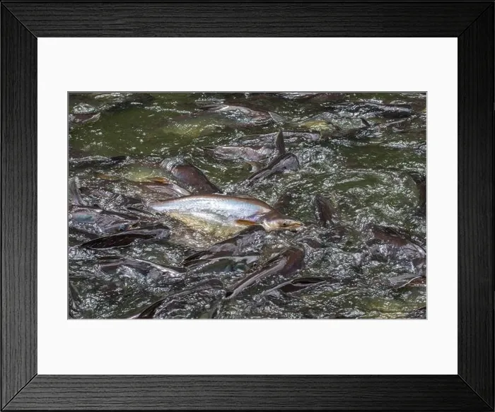 Framed Print : cat fish, Wat Nang sao, Samut Sakhon, Thailand Framed Print : cat fish, Wat Nang sao, Samut Sakhon, Thailand