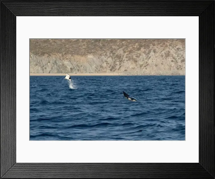 Framed Print : Munk's Devil Rays aka Mobula Rays (Mobula munkiana) in jumping out of the water in Baja California Sur, Mexico Framed Print : Munk's Devil Rays aka Mobula Rays (Mobula munkiana) in jumping out of the water in Baja California Sur, Mexico