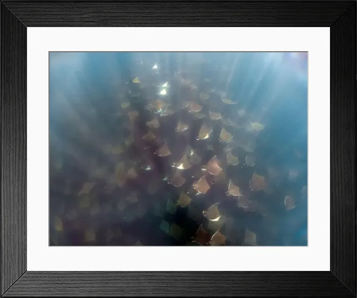 Framed Print : A large aggregation of Munk's Devil Rays aka Mobula Rays (Mobula munkiana) in Baja California Sur, Mexico Framed Print : A large aggregation of Munk's Devil Rays aka Mobula Rays (Mobula munkiana) in Baja California Sur, Mexico