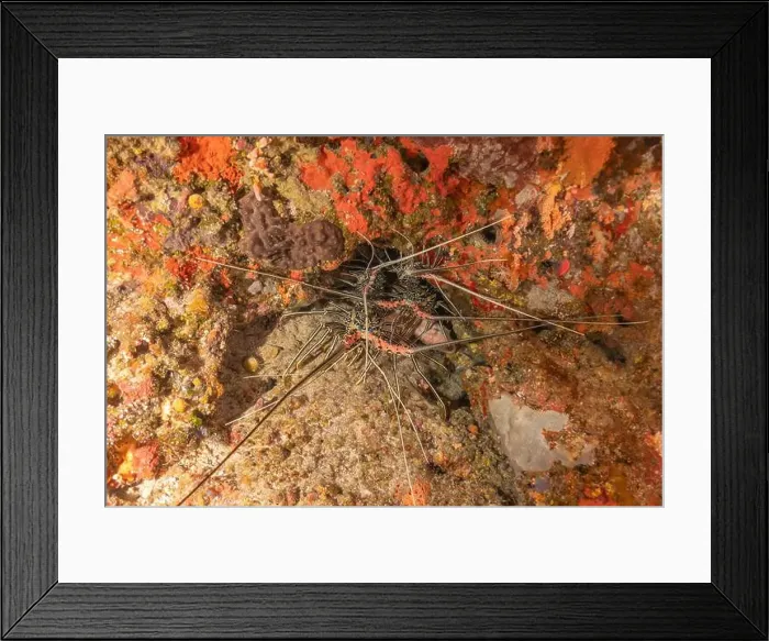 Framed Print : Painted Lobster(Panulirus versicolor) at the Tubbataha Reef National Park Philippines Framed Print : Painted Lobster(Panulirus versicolor) at the Tubbataha Reef National Park Philippines