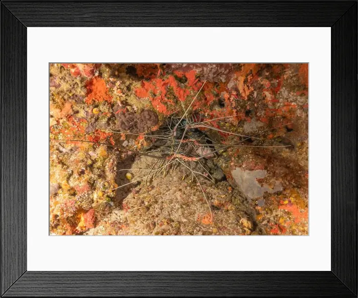 Framed Print : Painted Lobster(Panulirus versicolor) at the Tubbataha Reef National Park Philippines Framed Print : Painted Lobster(Panulirus versicolor) at the Tubbataha Reef National Park Philippines
