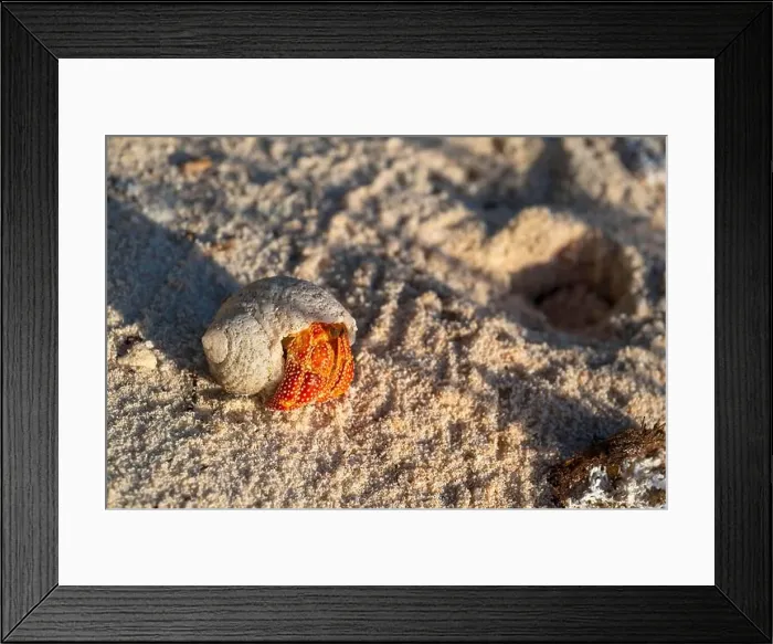 Framed Print : Hermit crab (Dardanus calidus), Tikehau, Atoll, Tuamotu Archipelago, Tuherahera, Rangiroa, French Polynesia Framed Print : Hermit crab (Dardanus calidus), Tikehau, Atoll, Tuamotu Archipelago, Tuherahera, Rangiroa, French Polynesia