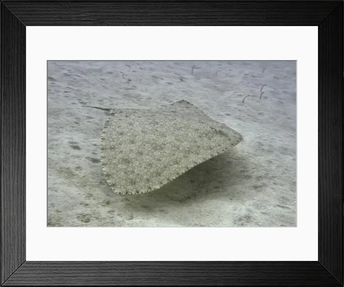 Framed Print : Butterfly ray (Gymnura altavela) swimming above the sandy seabed Framed Print : Butterfly ray (Gymnura altavela) swimming above the sandy seabed