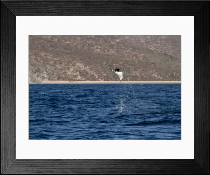 Framed Print : Munk's Devil Rays aka Mobula Rays (Mobula munkiana) in jumping out of the water in Baja California Sur, Mexico Framed Print : Munk's Devil Rays aka Mobula Rays (Mobula munkiana) in jumping out of the water in Baja California Sur, Mexico