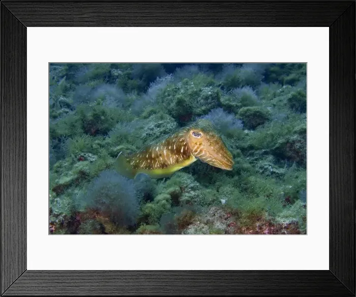 Framed Print : Common cuttlefish (Sepia officinalis) swimming through an underwater world with seaweed Framed Print : Common cuttlefish (Sepia officinalis) swimming through an underwater world with seaweed