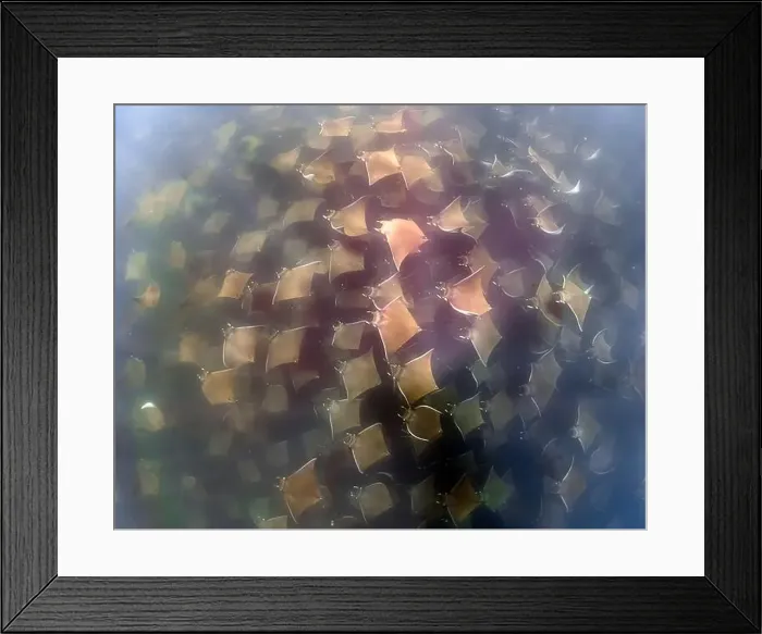 Framed Print : A large aggregation of Munk's Devil Rays aka Mobula Rays (Mobula munkiana) in Baja California Sur, Mexico Framed Print : A large aggregation of Munk's Devil Rays aka Mobula Rays (Mobula munkiana) in Baja California Sur, Mexico