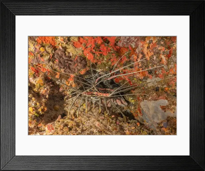Framed Print : Painted Lobster(Panulirus versicolor) at the Tubbataha Reef National Park Philippines Framed Print : Painted Lobster(Panulirus versicolor) at the Tubbataha Reef National Park Philippines
