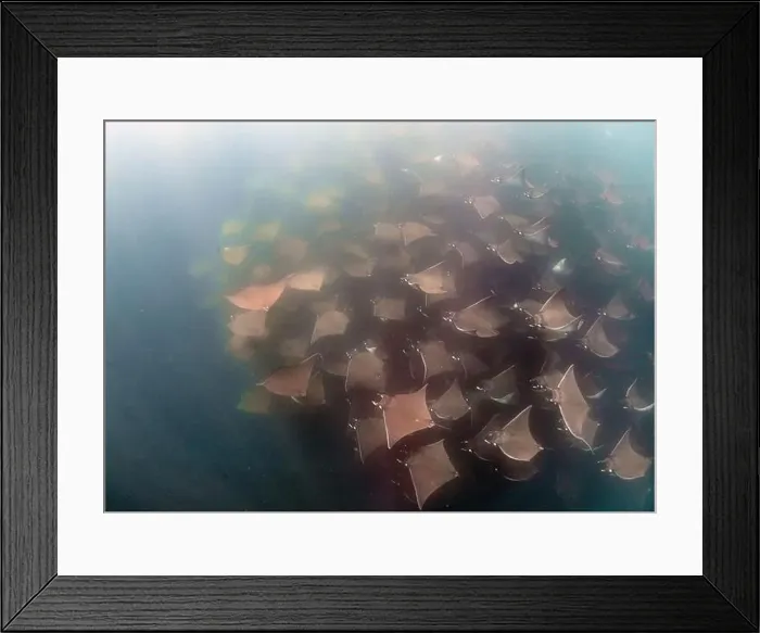 Framed Print : A large aggregation of Munk's Devil Rays aka Mobula Rays (Mobula munkiana) in Baja California Sur, Mexico Framed Print : A large aggregation of Munk's Devil Rays aka Mobula Rays (Mobula munkiana) in Baja California Sur, Mexico