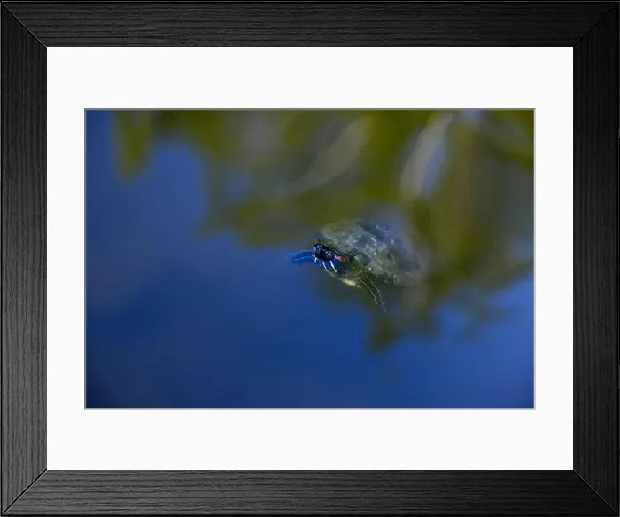 Framed Print : Close-up of Freshwater Turtle is swimming in the lake Framed Print : Close-up of Freshwater Turtle is swimming in the lake