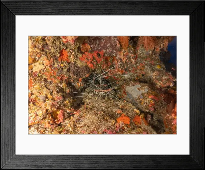 Framed Print : Painted Lobster(Panulirus versicolor) at the Tubbataha Reef National Park Philippines Framed Print : Painted Lobster(Panulirus versicolor) at the Tubbataha Reef National Park Philippines