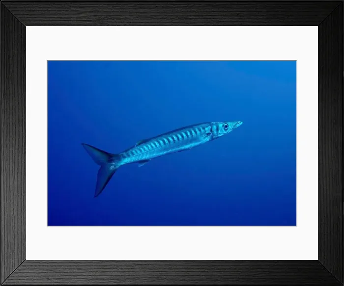 Framed Print : A single barracuda (Sphyraena viridensis) swims underwater in a deep