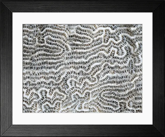 Framed Print : Macro photography. Abstract background coral close-up Framed Print : Macro photography. Abstract background coral close-up