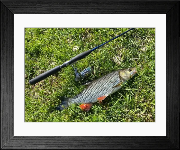 Framed Print : A chub fish is laying on the grass next to a fishing pole. The fish is small and has a red stripe on it Framed Print : A chub fish is laying on the grass next to a fishing pole. The fish is small and has a red stripe on it