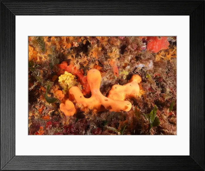 Framed Print : Agelas oroides (Agelas oroides) under water