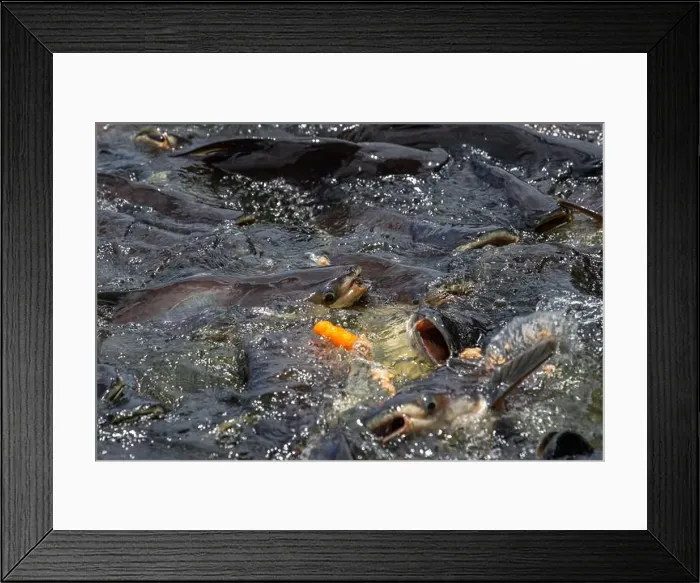 Framed Print : cat fish, Wat Nang sao, Samut Sakhon, Thailand Framed Print : cat fish, Wat Nang sao, Samut Sakhon, Thailand