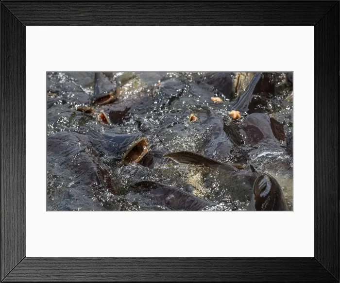 Framed Print : cat fish, Wat Nang sao, Samut Sakhon, Thailand Framed Print : cat fish, Wat Nang sao, Samut Sakhon, Thailand