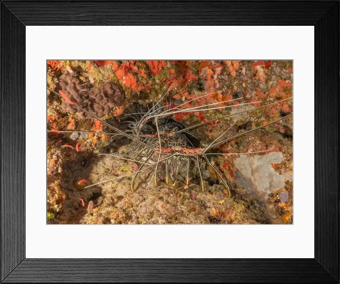 Framed Print : Painted Lobster(Panulirus versicolor) at the Tubbataha Reef National Park Philippines Framed Print : Painted Lobster(Panulirus versicolor) at the Tubbataha Reef National Park Philippines