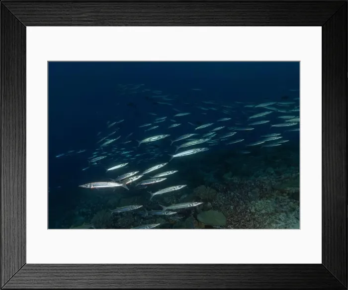 Framed Print : Fish swim at the Tubbataha Reefs national park Philippines Framed Print : Fish swim at the Tubbataha Reefs national park Philippines