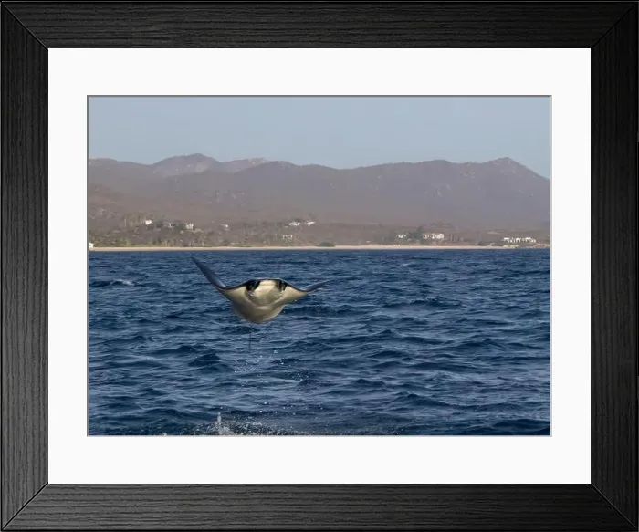 Framed Print : Munk's Devil Rays aka Mobula Rays (Mobula munkiana) in jumping out of the water in Baja California Sur, Mexico Framed Print : Munk's Devil Rays aka Mobula Rays (Mobula munkiana) in jumping out of the water in Baja California Sur, Mexico