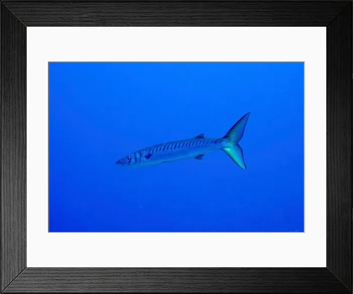 Framed Print : Single barracuda (Sphyraena viridensis) swimming in the blue ocean Framed Print : Single barracuda (Sphyraena viridensis) swimming in the blue ocean