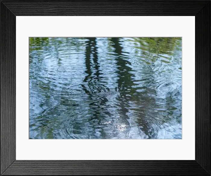 Framed Print : Circles on the water in the river from the movement of fish, fishing Framed Print : Circles on the water in the river from the movement of fish, fishing