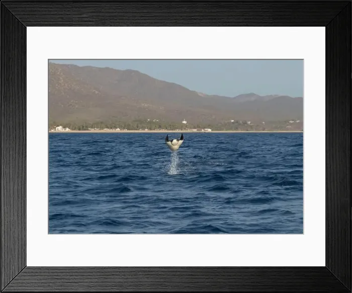 Framed Print : Munk's Devil Rays aka Mobula Rays (Mobula munkiana) in jumping out of the water in Baja California Sur, Mexico Framed Print : Munk's Devil Rays aka Mobula Rays (Mobula munkiana) in jumping out of the water in Baja California Sur, Mexico