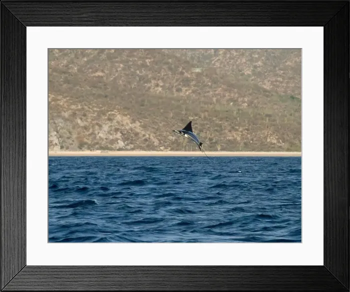 Framed Print : Munk's Devil Rays aka Mobula Rays (Mobula munkiana) in jumping out of the water in Baja California Sur, Mexico Framed Print : Munk's Devil Rays aka Mobula Rays (Mobula munkiana) in jumping out of the water in Baja California Sur, Mexico