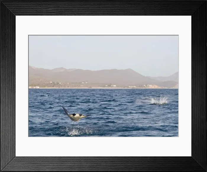 Framed Print : Munk's Devil Rays aka Mobula Rays (Mobula munkiana) in jumping out of the water in Baja California Sur, Mexico Framed Print : Munk's Devil Rays aka Mobula Rays (Mobula munkiana) in jumping out of the water in Baja California Sur, Mexico