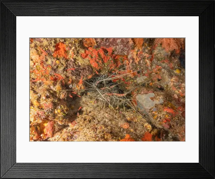 Framed Print : Painted Lobster(Panulirus versicolor) at the Tubbataha Reef National Park Philippines Framed Print : Painted Lobster(Panulirus versicolor) at the Tubbataha Reef National Park Philippines