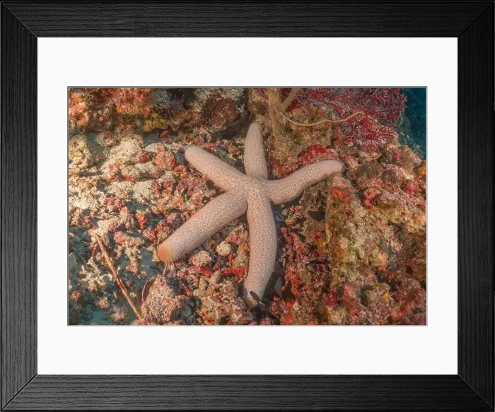 Framed Print : Starfish On the seabed at the Tubbataha Reefs Philippines Framed Print : Starfish On the seabed at the Tubbataha Reefs Philippines