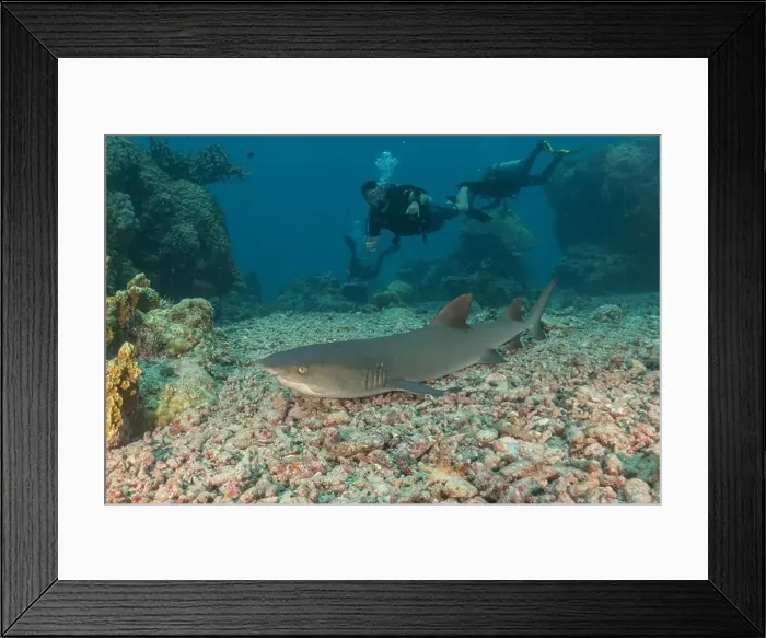 Framed Print : Thresher Shark swimming at the Tubbataha Reefs Philippines Framed Print : Thresher Shark swimming at the Tubbataha Reefs Philippines