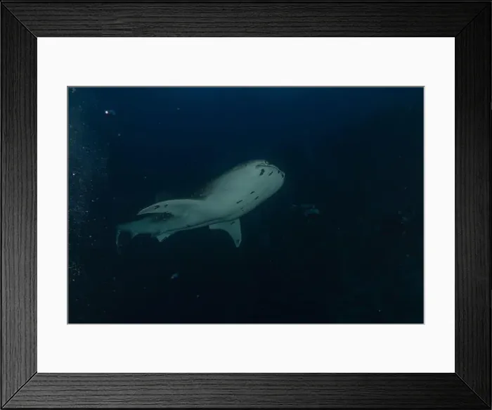 Framed Print : Whale shark at the Tubbataha Reef National Park Philippines Framed Print : Whale shark at the Tubbataha Reef National Park Philippines