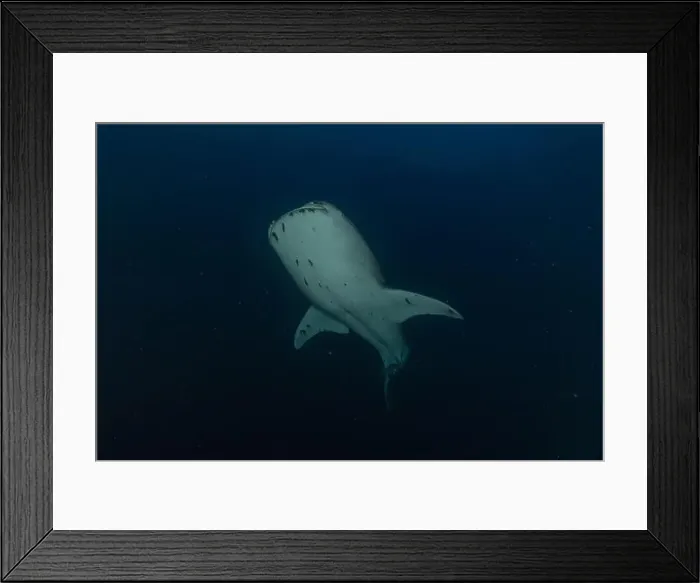 Framed Print : Whale shark at the Tubbataha Reef National Park Philippines Framed Print : Whale shark at the Tubbataha Reef National Park Philippines