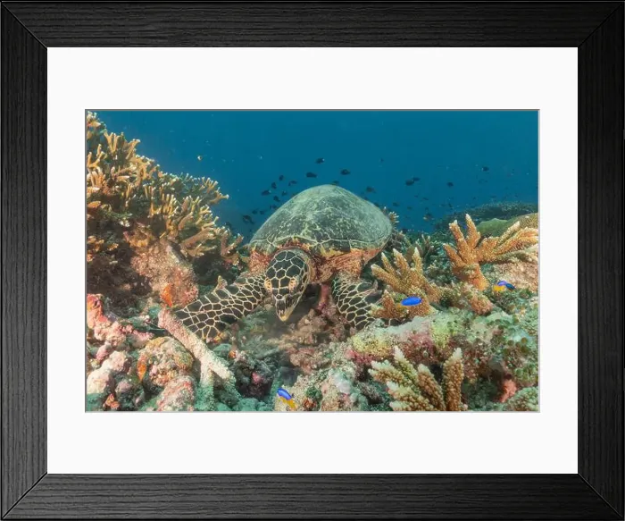 Framed Print : Hawksbill sea turtle at the Tubbataha Reefs national park Philippines Framed Print : Hawksbill sea turtle at the Tubbataha Reefs national park Philippines