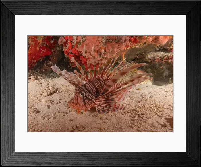 Framed Print : Lionfish in the Sea of the Philippines