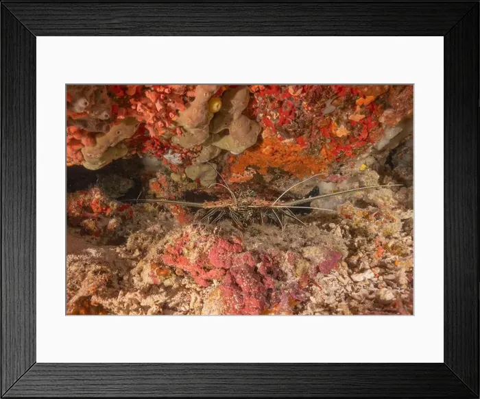 Framed Print : Painted Lobster(Panulirus versicolor) at the Tubbataha Reef National Park Philippines Framed Print : Painted Lobster(Panulirus versicolor) at the Tubbataha Reef National Park Philippines
