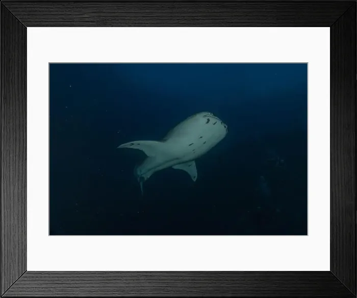 Framed Print : Whale shark at the Tubbataha Reef National Park Philippines Framed Print : Whale shark at the Tubbataha Reef National Park Philippines