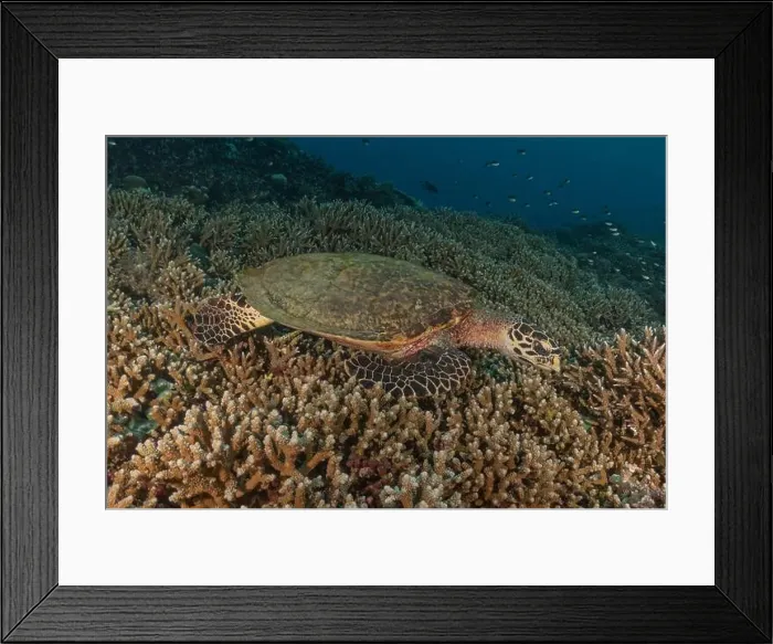 Framed Print : Hawksbill sea turtle at the Tubbataha Reefs national park Philippines